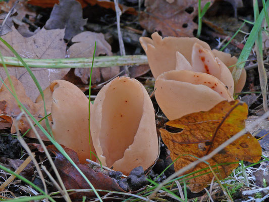 Otidea onotica - Gewoon varkensoor
