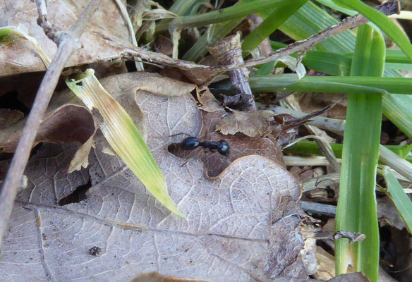 Lasius fuliginosus - Glanzende houtmier