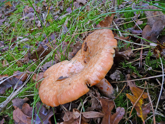 Lactarius deliciosus - Smakelijke melkzwam