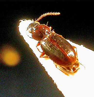 Bembidion obtusum