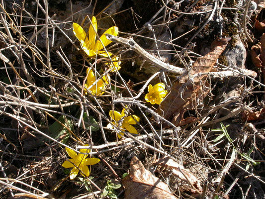 Sternbergia lutea - Herfstnarcis