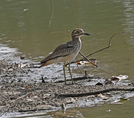 Burhinus senegalensis - Senegal Thick-knee