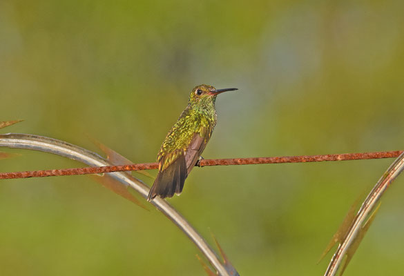Glittering-throated Emerald