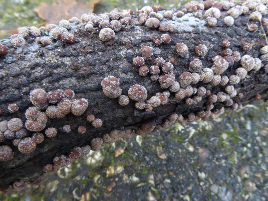 Annulohypoxylon (Hypoxylon) multiforme - Vergroeide kogelzwam