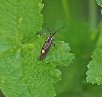 Esperia sulphurella - Esperiamot