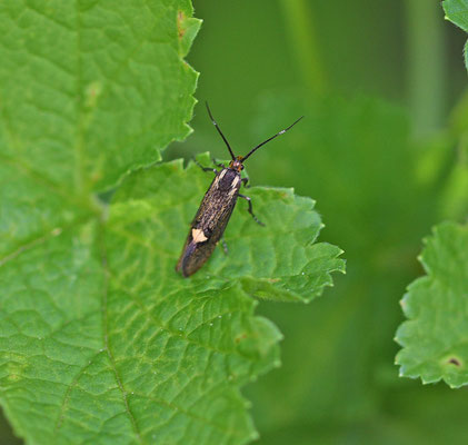 Esperia sulphurella - Esperiamot
