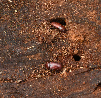Uloma culinaris