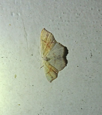 Cyclophora punctaria - Gestippelde oogspanner