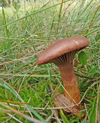 Chroogomphus rutilus - Koperrode spijkerzwam