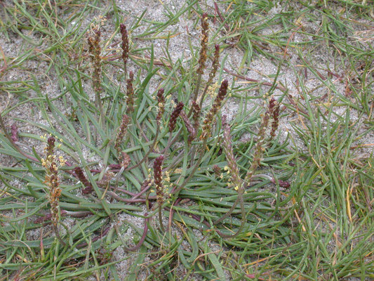 Plantago maritima - Zeeweegbree