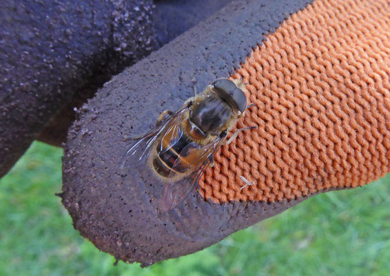 Eristalis arbustorum- Kleine bijvlieg