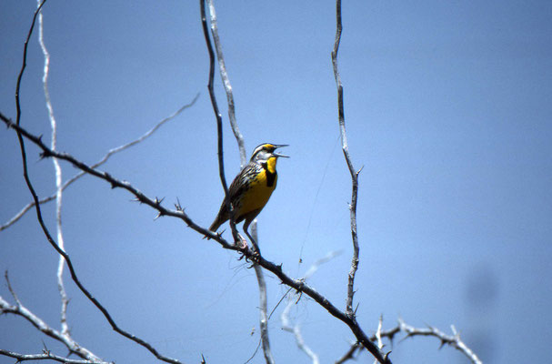 Eastern Meadowlark