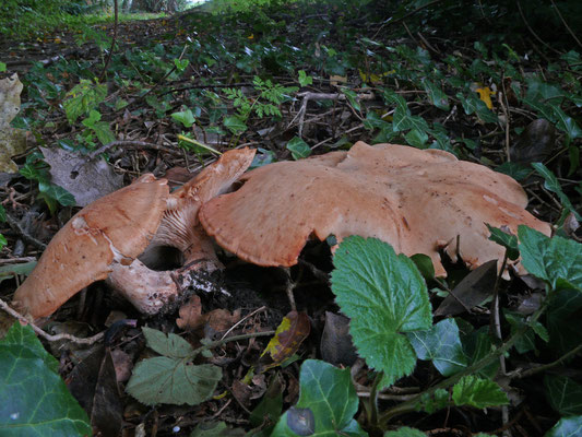 Clitopilus gemina - Vleeskleurige zalmplaat