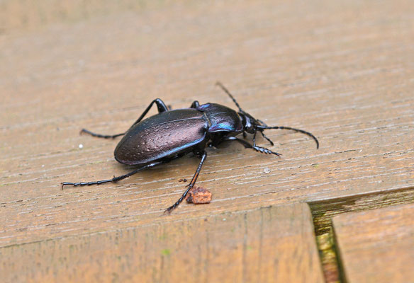 Tuinschallebijter - Carabus nemoralis