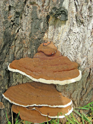 Ganoderma resinaceum - Harslakzwam