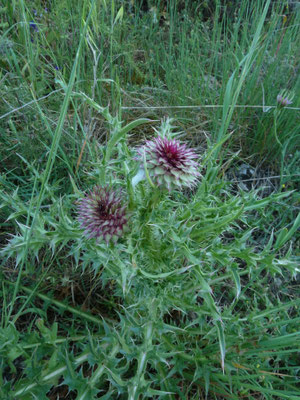 Cynara cardunculus - Kardoen