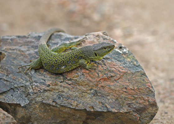 Parelhagedis