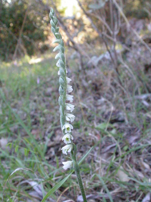 Spiranthes spiralis - Herfstschroeforchis