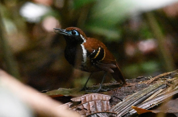 Ferruginous-backed Antbird