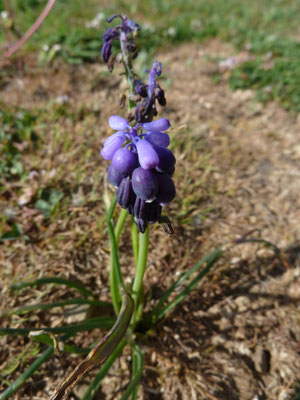 Muscaria armeniacum - Langbladige druifhyacinth