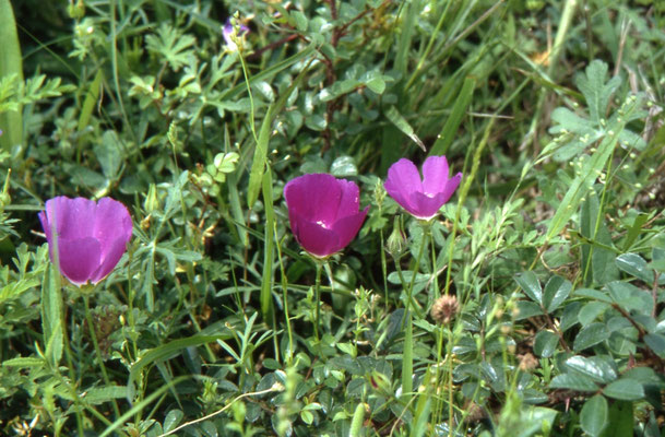 Callirhoë involucrata - Wine-cup