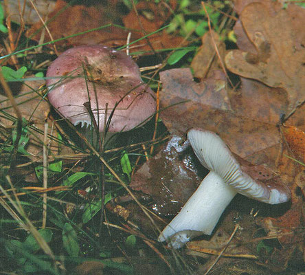 Russula rosea - Roze russula