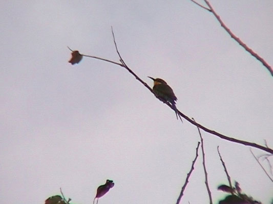 Swallow-tailed Bee-eater
