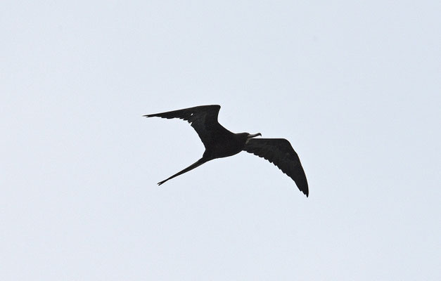 Amerikaanse Fregatvogel