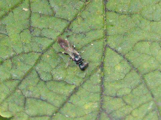 Crossocerus species