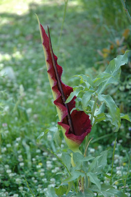Dracunculus vulgaris - Drakenwortel