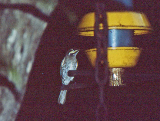 Yellow-faced Honey-eater
