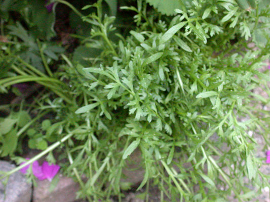 Lepidium coronopus - Grove varkenskers