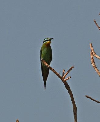 Merops persicus - Blue-cheeked Bee-eater