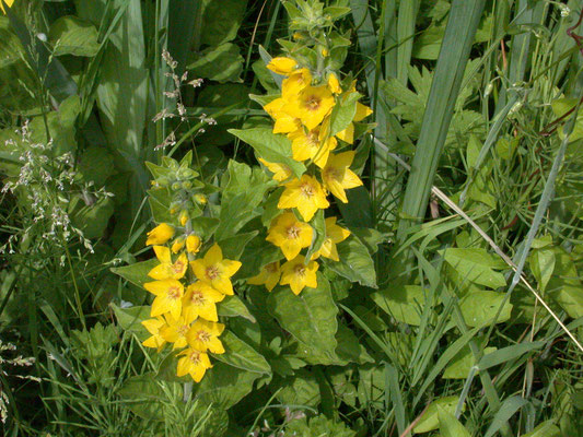 Lysimachia punctata - Puntwederik