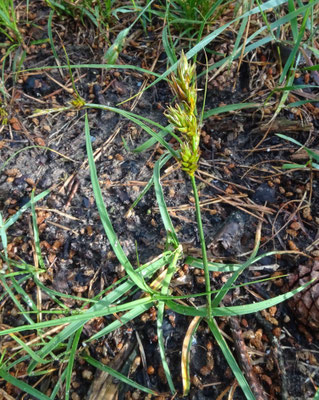 Carex arenaria - Zandzegge