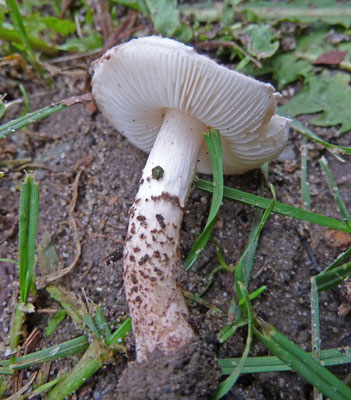 Lepiota brunneoincarnata  Gegordelde parasolzwam