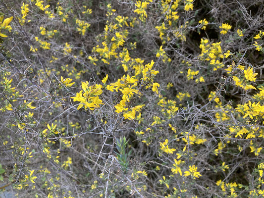 Genista anglica - Stekelbrem