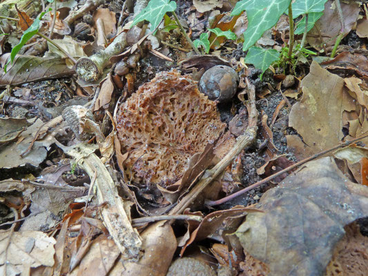 Gautieria morchelliformis - Grove sponstruffel