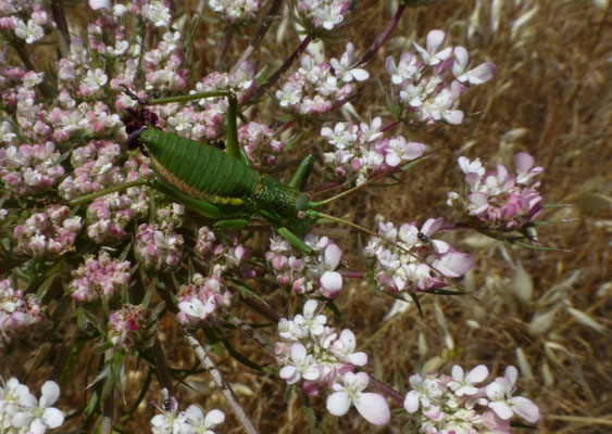 Uromenus rugosicollis