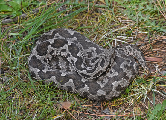 Ottomaanse Adder