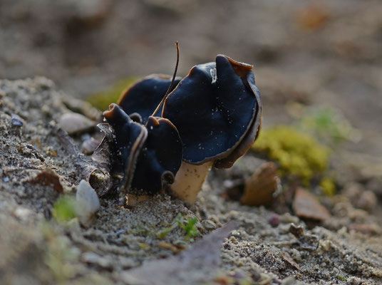 Helvella spadicea - Nonnenkapkluifzwam