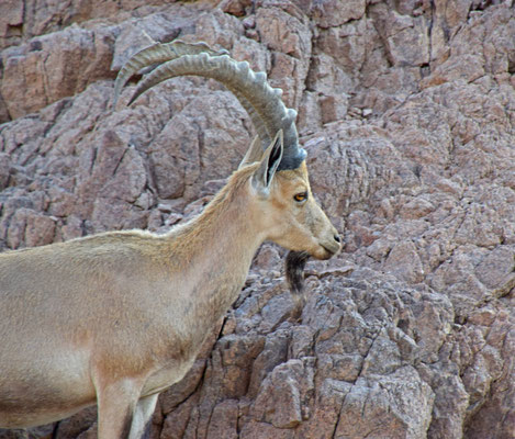 Nubische steenbok