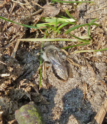 Andrena vaga - Grijze zandbij