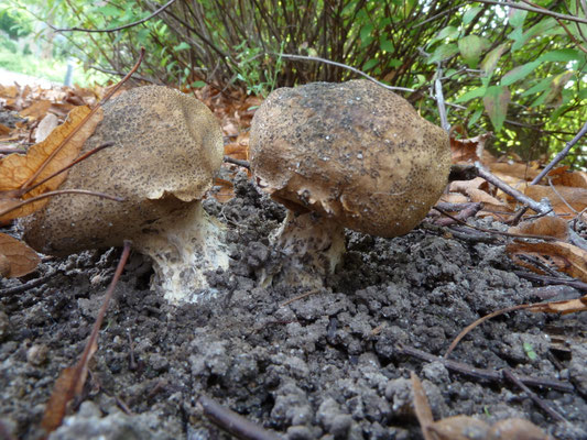 Scleroderma verrucosum - Wortelende aardappelbovist