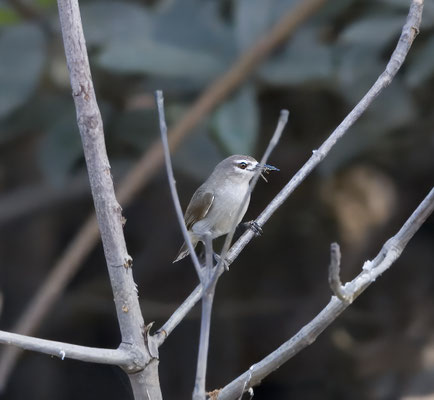 Anthreptes gabonicus - Mouse-brown Sunbird (Brown Sunbird)