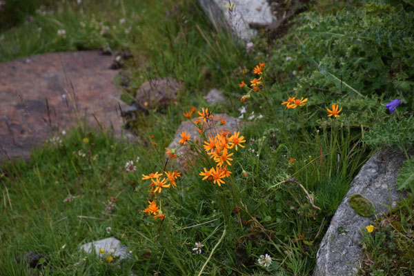 Senecio abrotanifolius