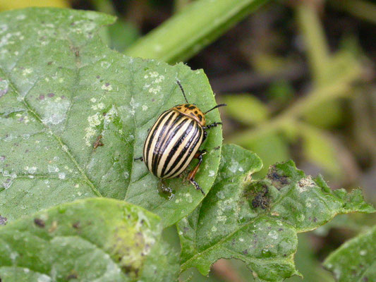 Leptinotarsa decemlineata - Coloradokever