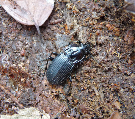 Abax ater