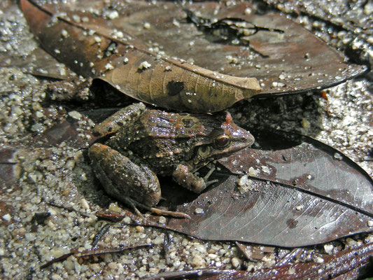 Leptodactylus longirostrus