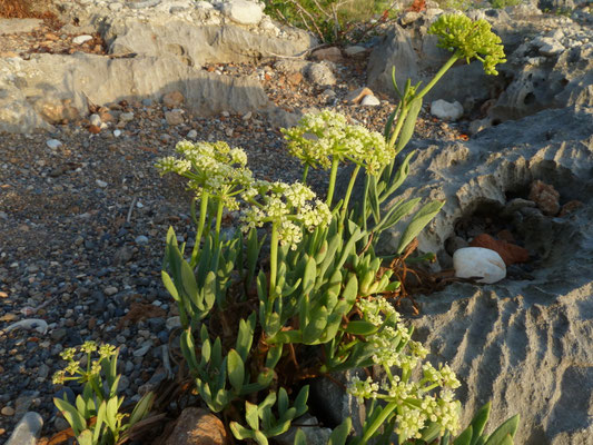 Crithmum maritimum - Zeevenkel